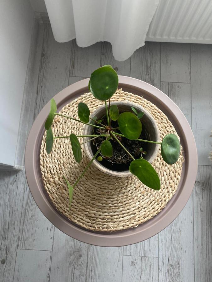 Apartament Bellapola ニサ エクステリア 写真